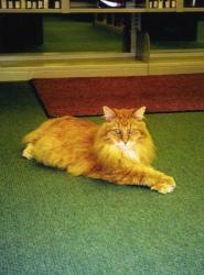Dewey