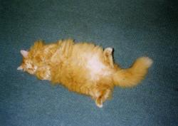 Dewey