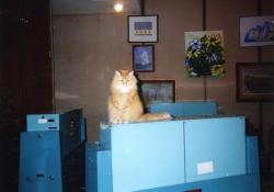 Dewey