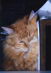 Dewey