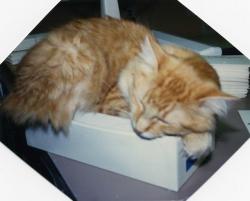 Dewey