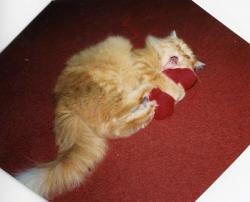 Dewey